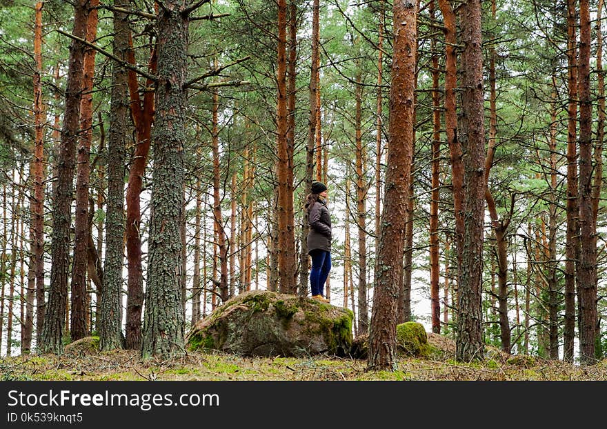 Woman on Rock Surrounded Pine Trees