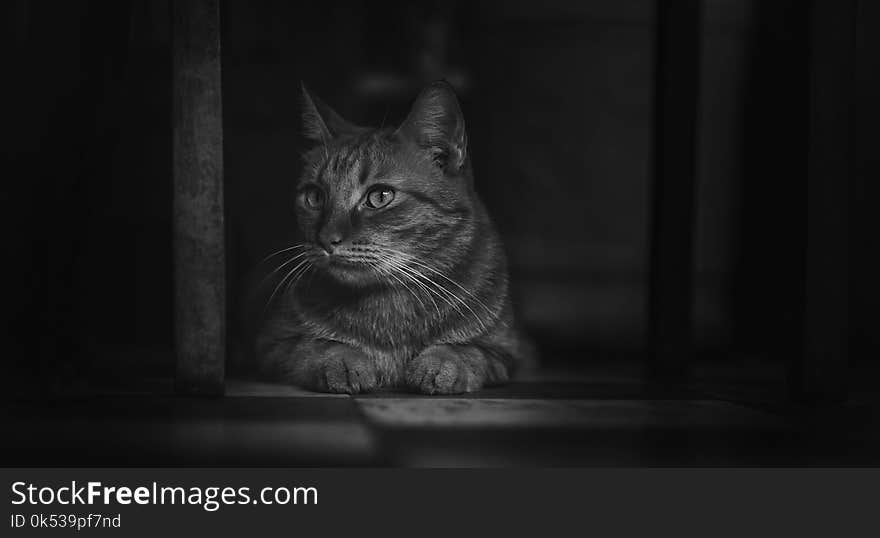 Monochrome Photography of Cat