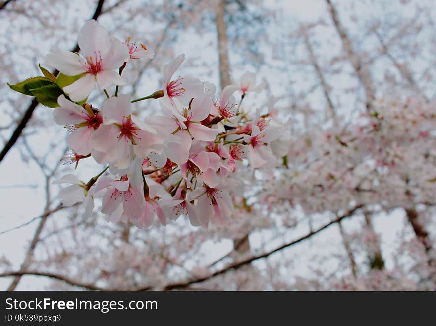 Cherry Blossom Close-up Photo