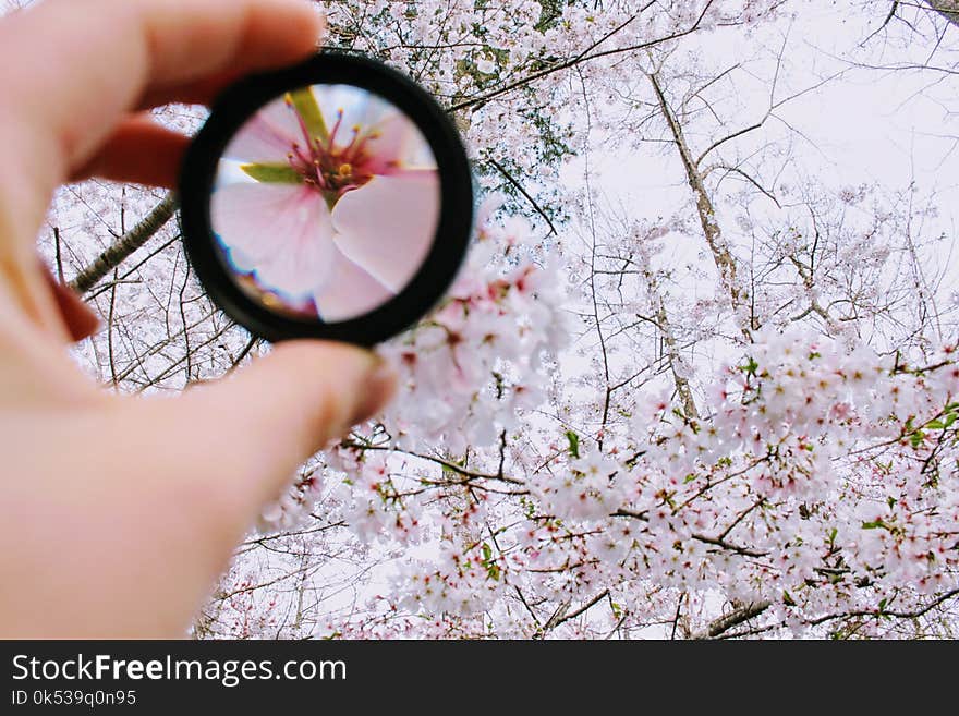 Person Holding Round Framed Mirror Near Tree at Daytime