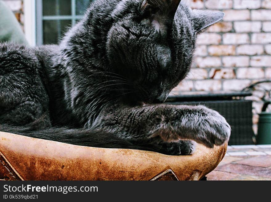 Closeup Photo of Black Cat