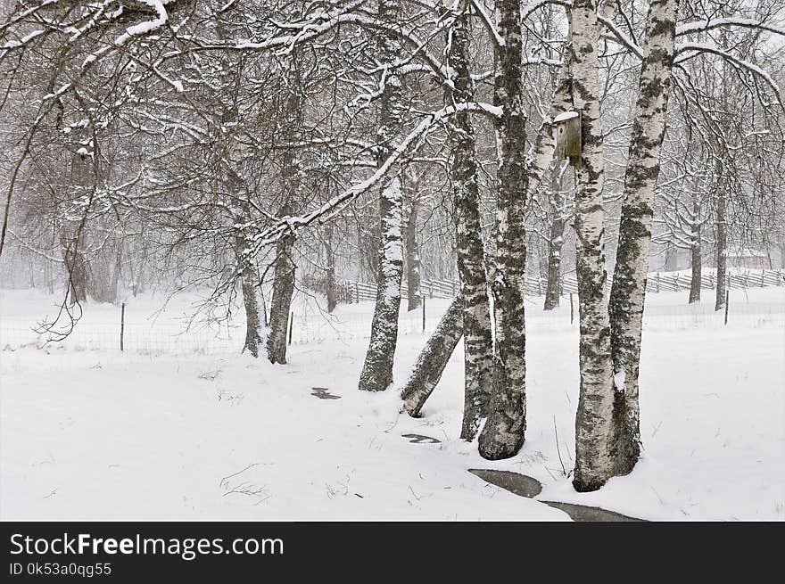 Gray and White Trees