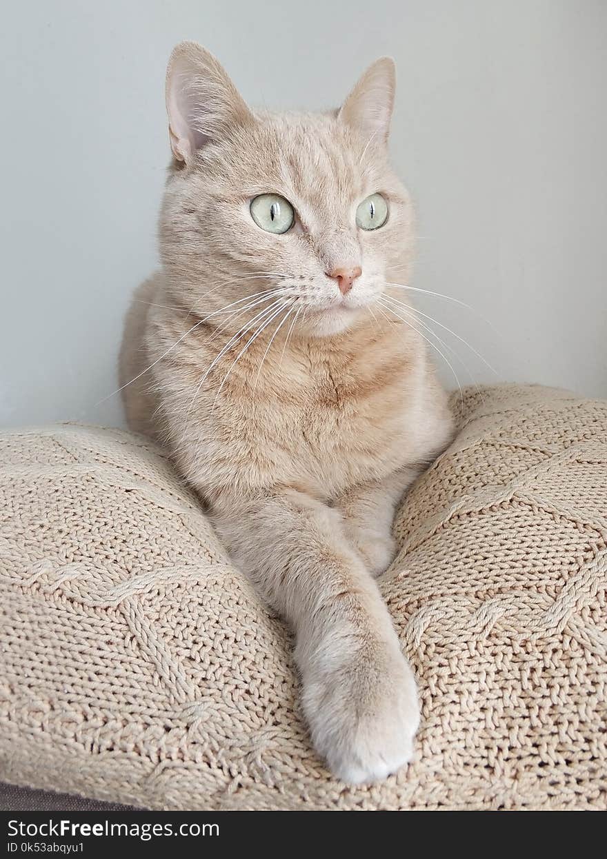 Short-coated Beige Cat on White Knitted Textile