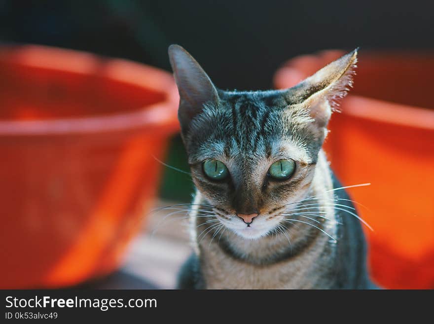 Close-up Photography of Brown Cat