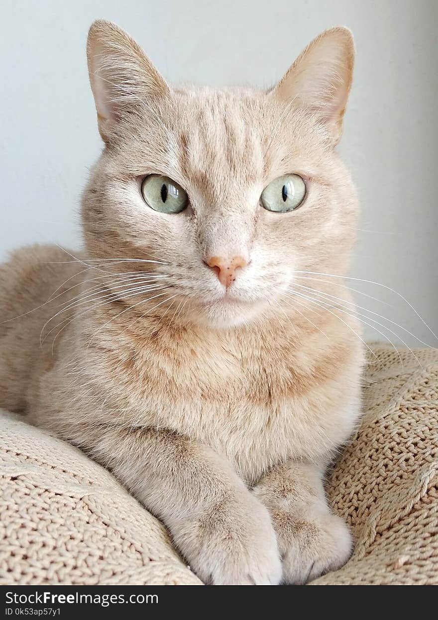 Orange Tabby Cat on Brown Knitted Textile