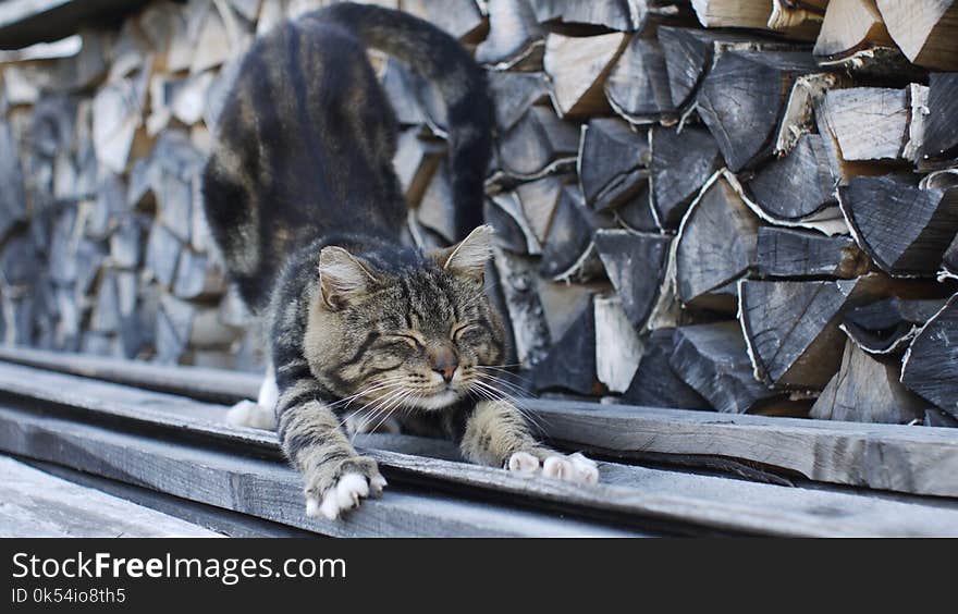 Cat, Small To Medium Sized Cats, Cat Like Mammal, Whiskers