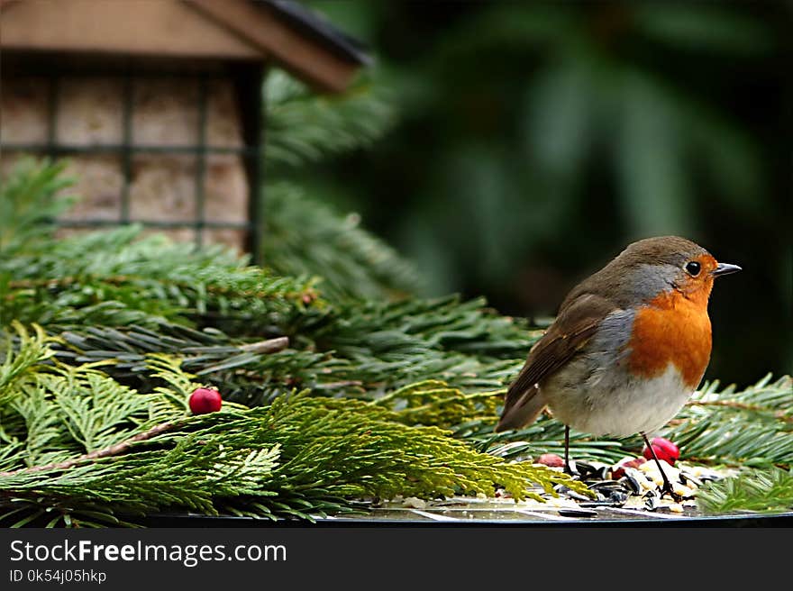 Bird, European Robin, Beak, Branch