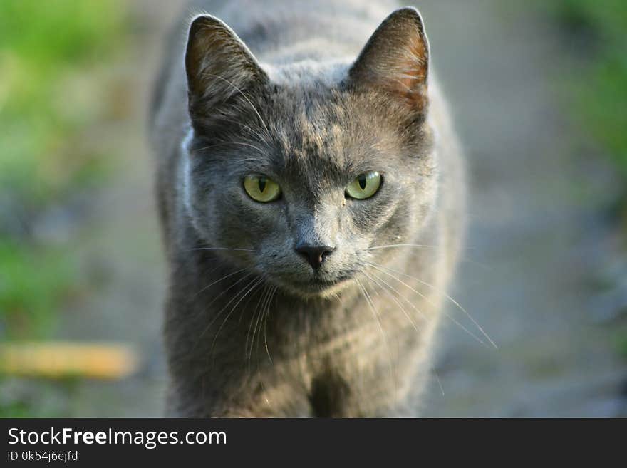 Cat, Whiskers, Fauna, Small To Medium Sized Cats