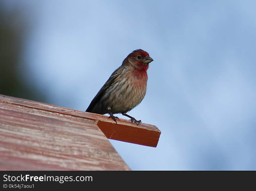 Bird, House Finch, Finch, Beak