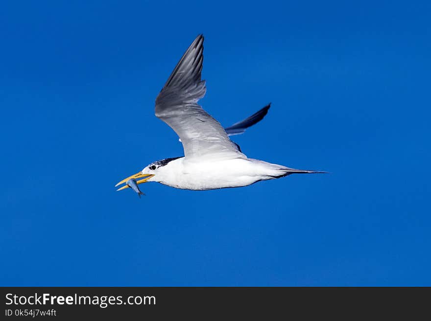 Bird, Sky, Fauna, Beak