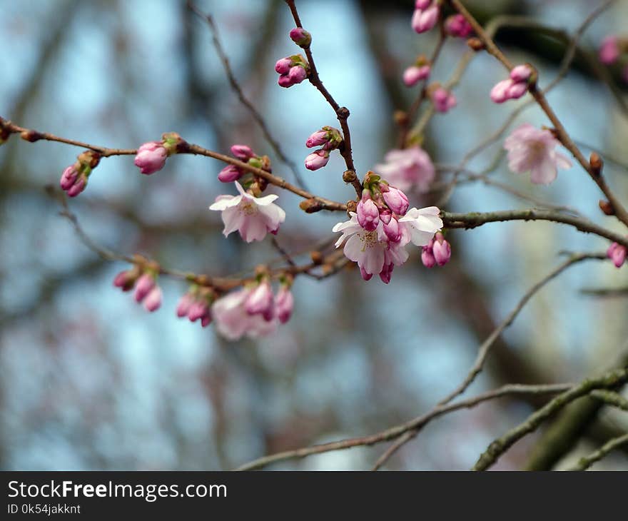 Blossom, Pink, Branch, Spring