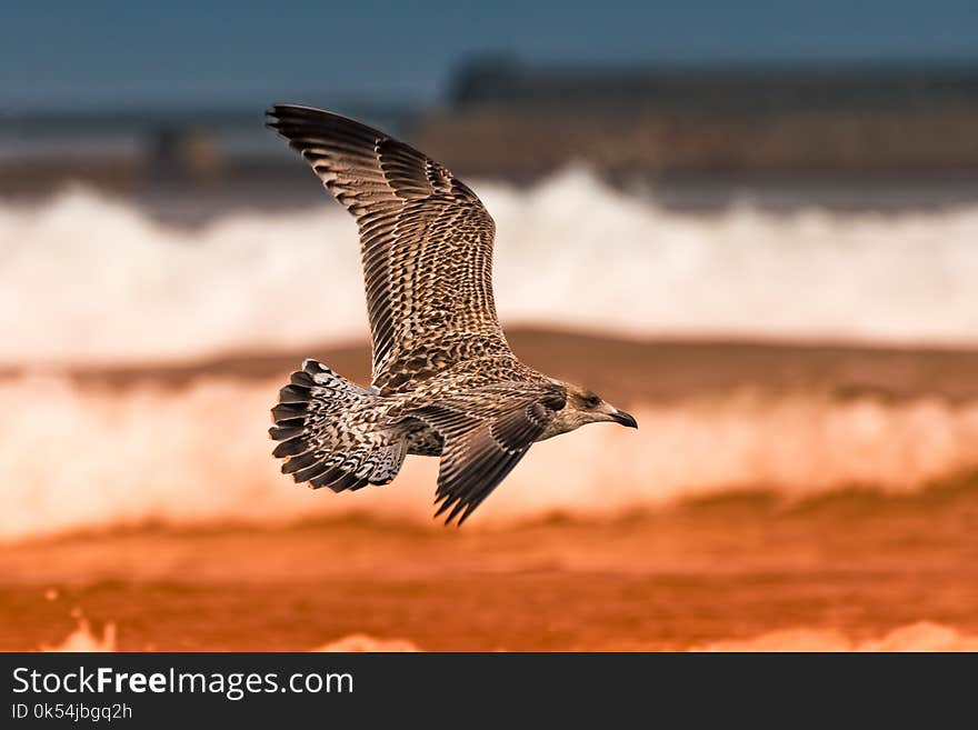 Bird, Wildlife, Fauna, Ecosystem