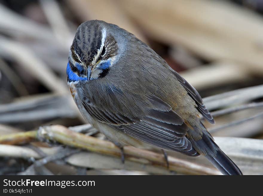 Bird, Beak, Fauna, Feather