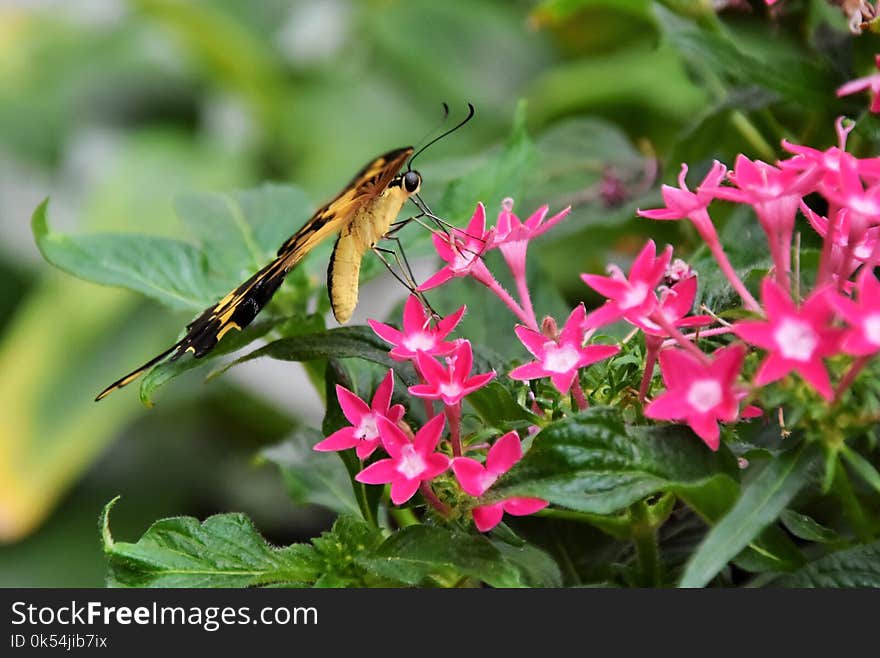 Insect, Flora, Plant, Pollinator