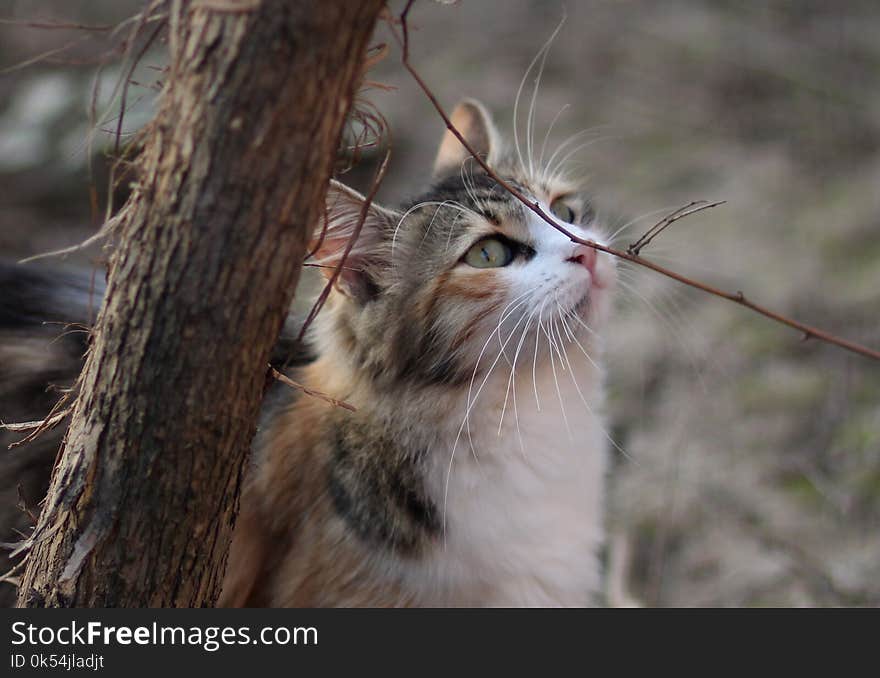 Cat, Whiskers, Small To Medium Sized Cats, Fauna