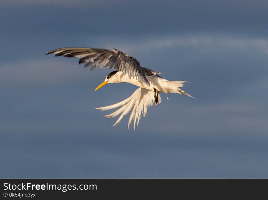 Bird, Sky, Beak, Fauna