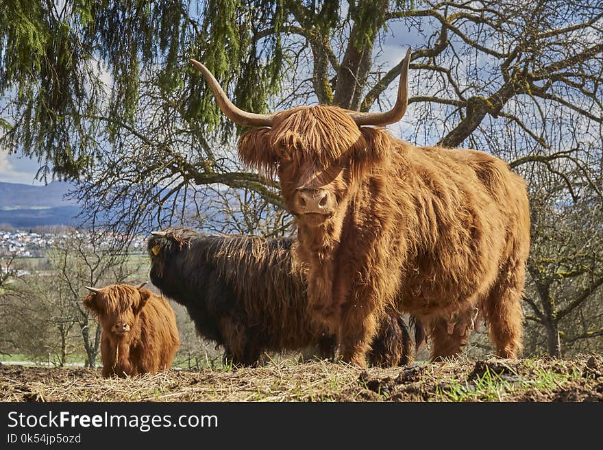 Cattle Like Mammal, Horn, Highland, Wildlife