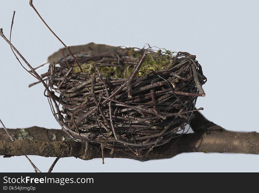 Bird Nest, Nest, Bird, Twig