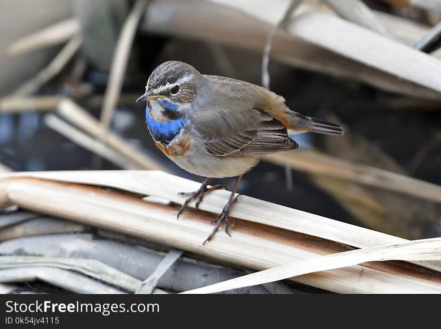 Bird, Fauna, Beak, Feather