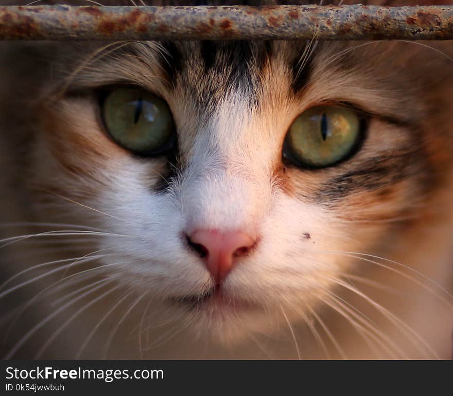 Cat, Whiskers, Face, Eye