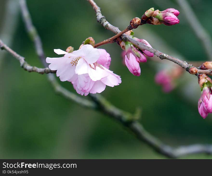 Blossom, Plant, Spring, Flower