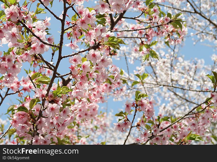 Flower, Blossom, Pink, Branch