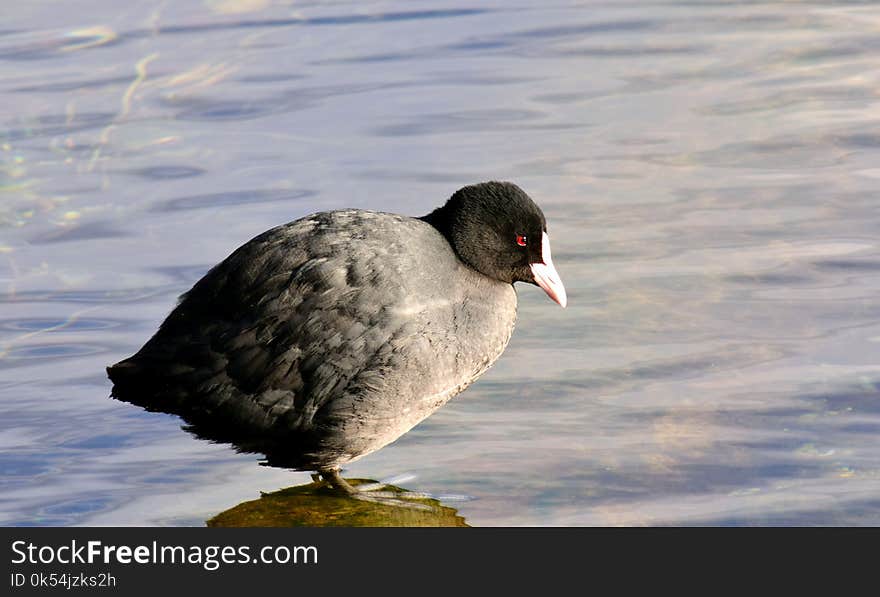 Bird, Fauna, Beak, American Coot