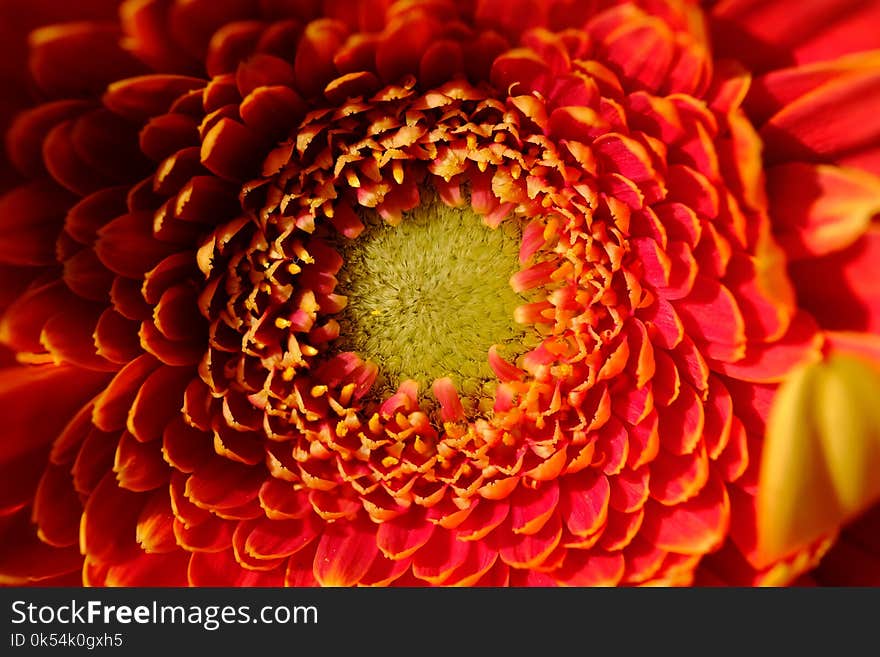 Flower, Yellow, Orange, Gerbera