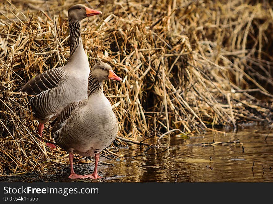 Bird, Water Bird, Duck, Fauna