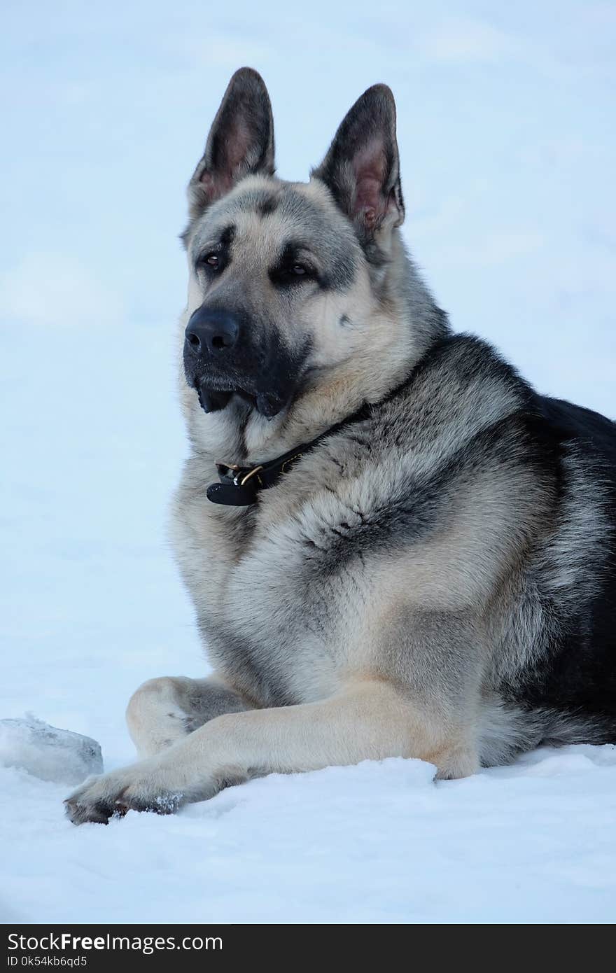 Dog, Dog Like Mammal, East European Shepherd, Norwegian Elkhound