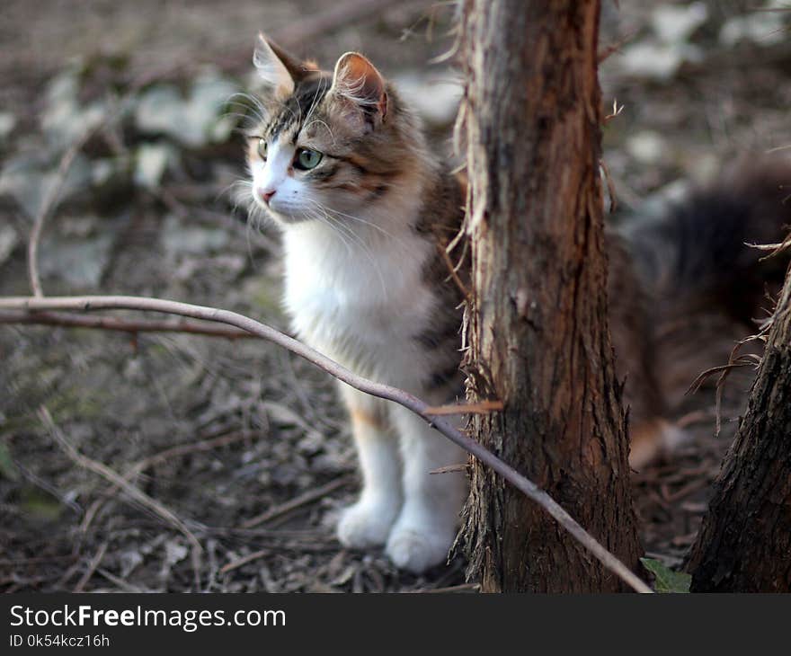 Cat, Fauna, Small To Medium Sized Cats, Whiskers