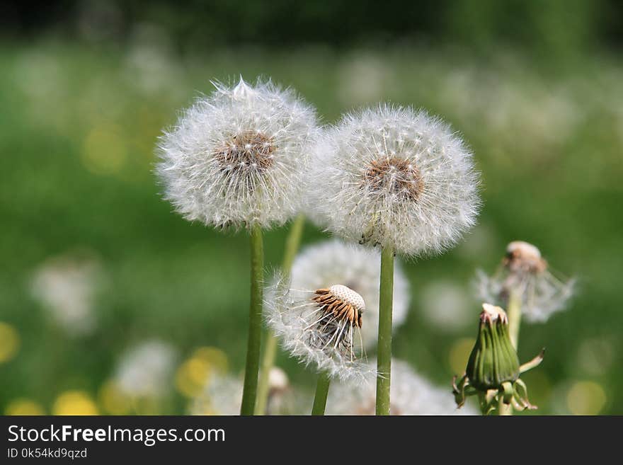 Flower, Dandelion, Flora, Plant