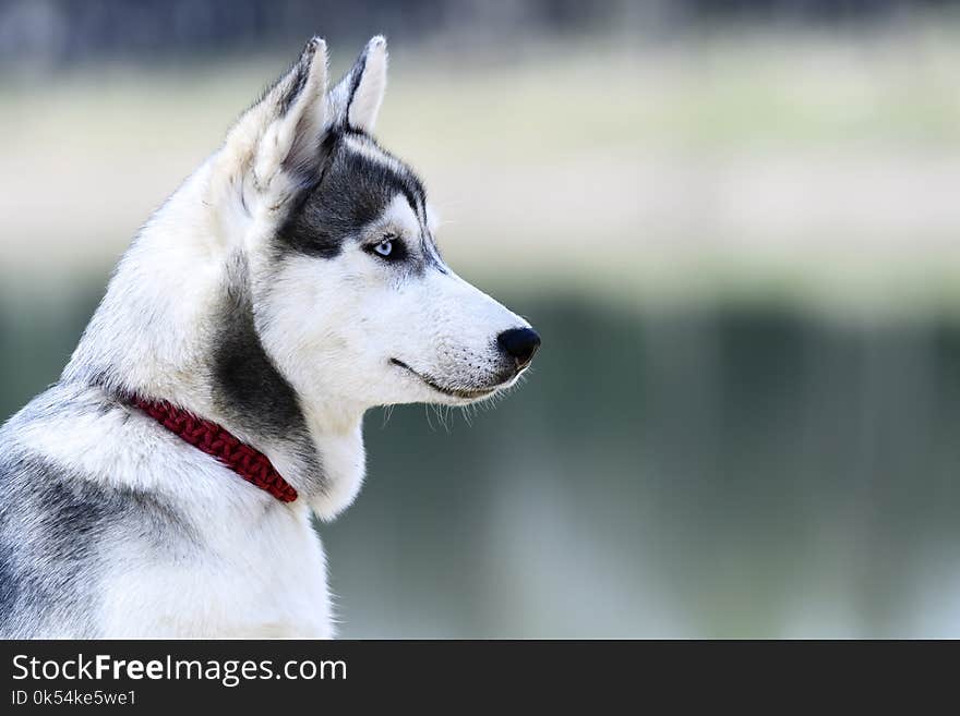 Dog Like Mammal, Siberian Husky, Dog, Dog Breed