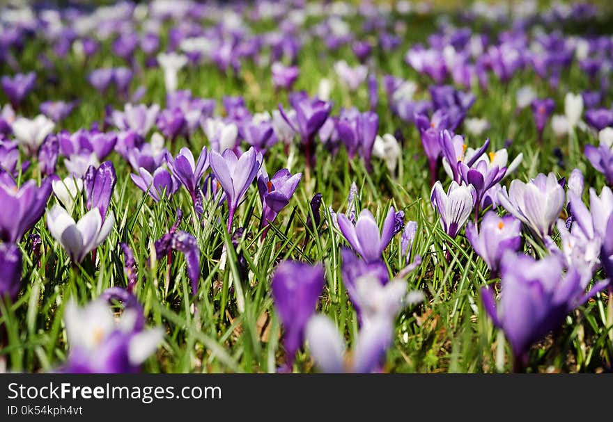 Flower, Plant, Crocus, Flowering Plant