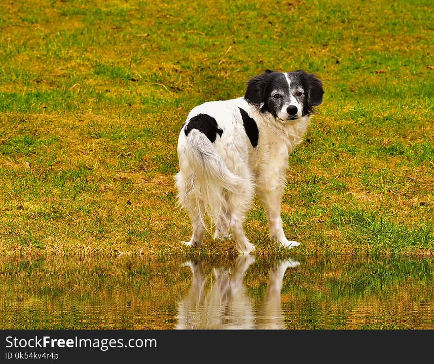 Dog, Dog Breed, Dog Like Mammal, Grass