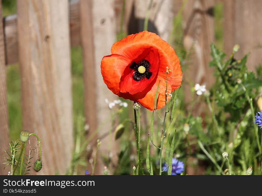 Flower, Wildflower, Poppy, Flora