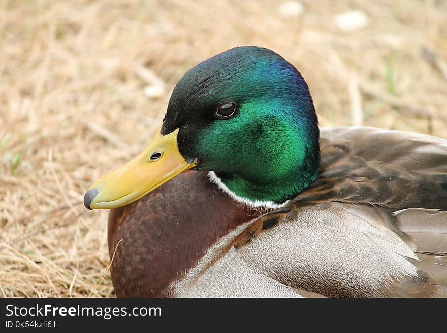 Duck, Bird, Mallard, Water Bird