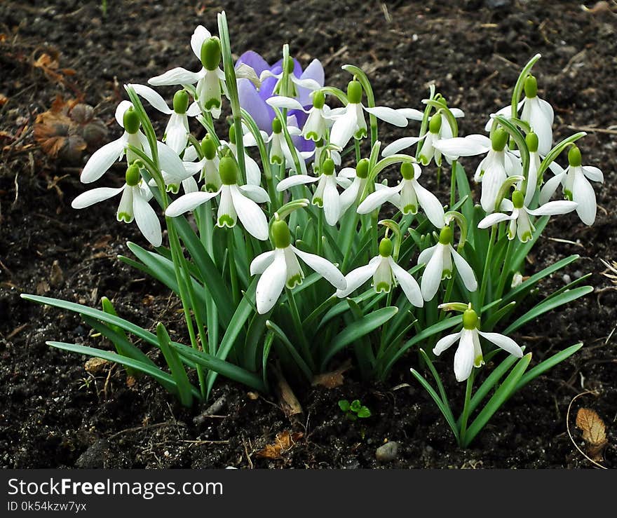 Plant, Galanthus, Flower, Flowering Plant