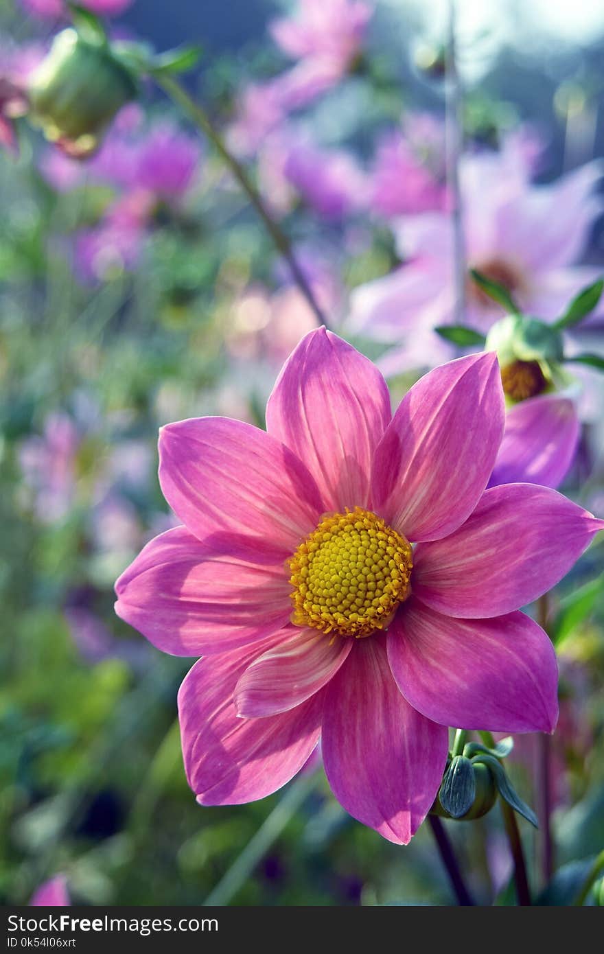 Flower, Flora, Plant, Purple