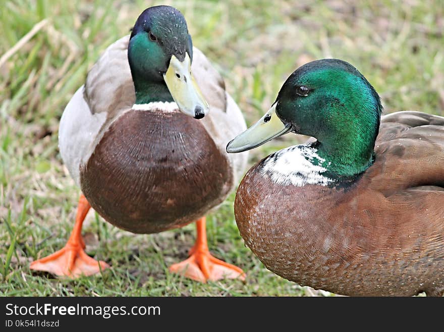 Duck, Bird, Mallard, Ducks Geese And Swans