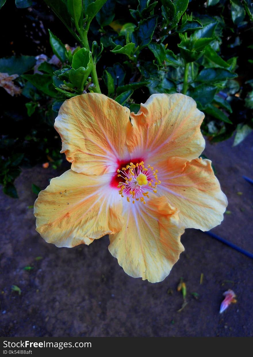 Flower, Plant, Hibiscus, Flowering Plant