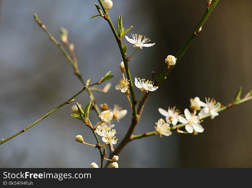 Flora, Branch, Plant, Twig