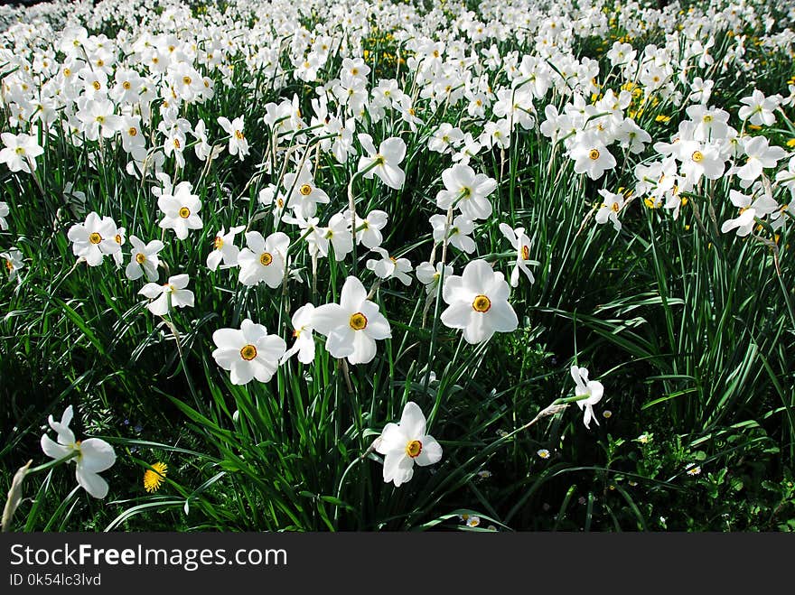 Flower, Plant, Flowering Plant, Flora