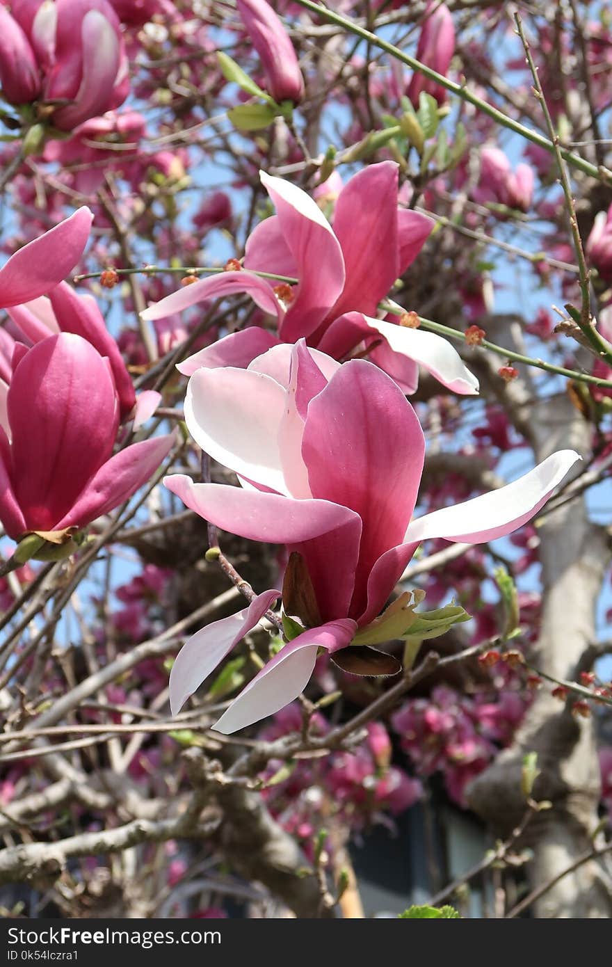 Plant, Flower, Pink, Flowering Plant