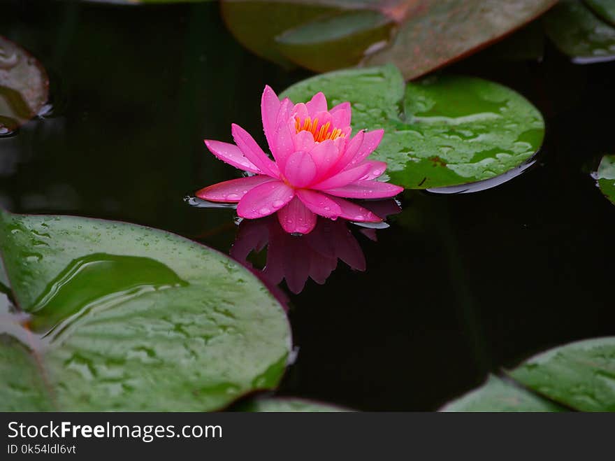 Flower, Plant, Flora, Sacred Lotus