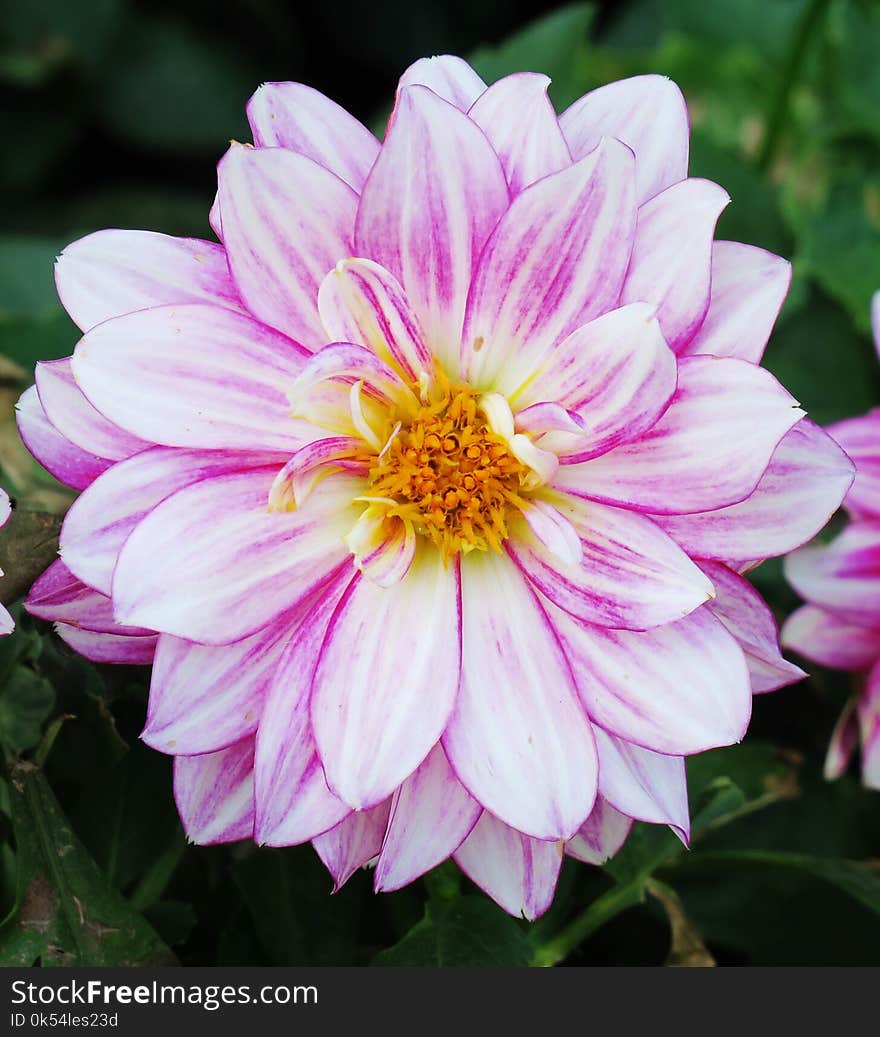 Flower, Plant, Flora, Dahlia