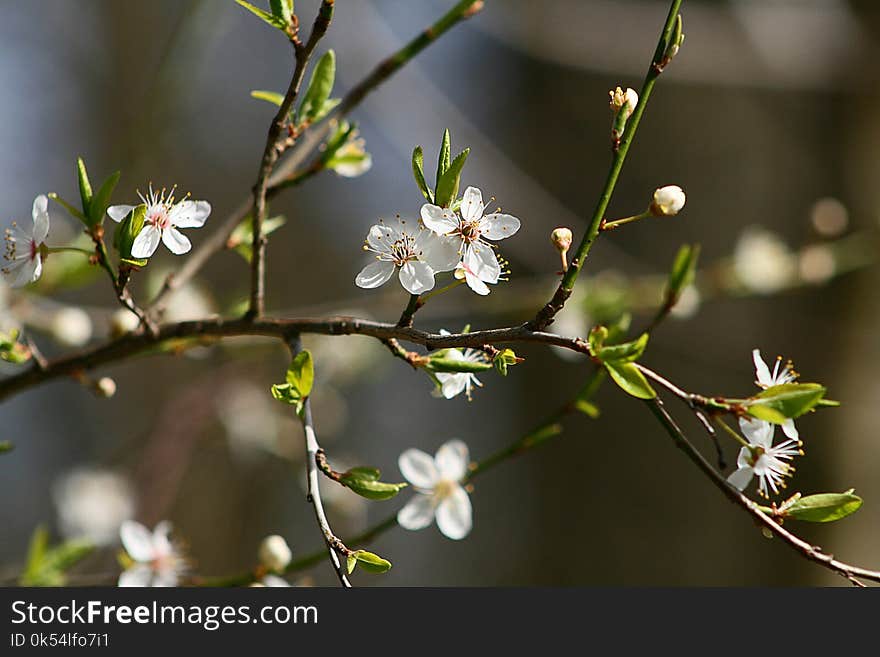 Branch, Flora, Blossom, Spring