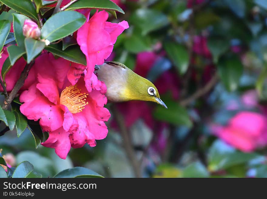 Flower, Plant, Flora, Flowering Plant