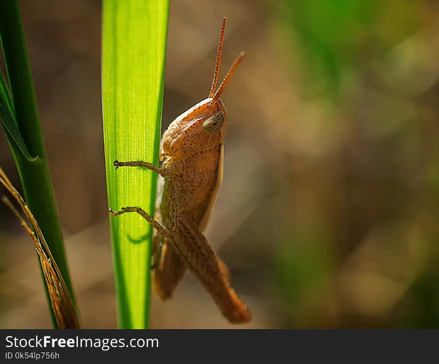 Insect, Invertebrate, Macro Photography, Close Up