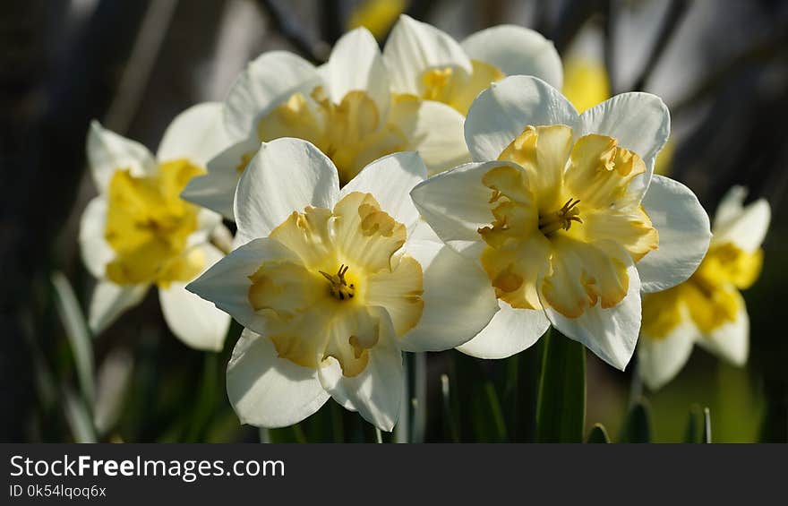 Flower, Yellow, Flowering Plant, Plant